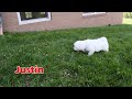 Maltese dogs for sale:  Justin  - Video 2