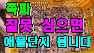 쪽파밭만들기부터 쪽파심는 병충해 방제까지 / 쪽파파종시기 / 쪽파병충해방지