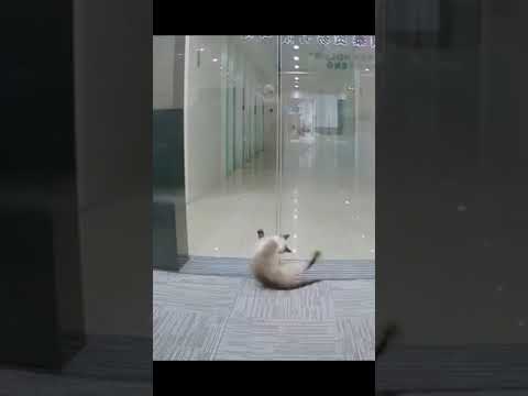 #cat Cats are really unlucky. The embarrassment is in the next second.藍藍藍#cat