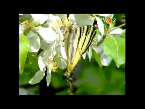 Angelica Stoican   Spune, spune, puiule