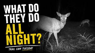 What Do Deer Do in a Food Plot at Night?