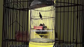 Download lagu Masteran king konin di malam hari mp3 Download lagu Masteran king konin di malam hari mp3