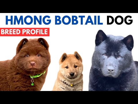 Hmong Dogs