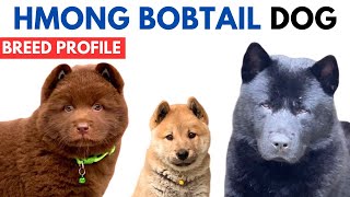 Hmong Bobtail Dog Breed History - Price - Traits | Chó H'Mông Cộc đuôi Breed Information