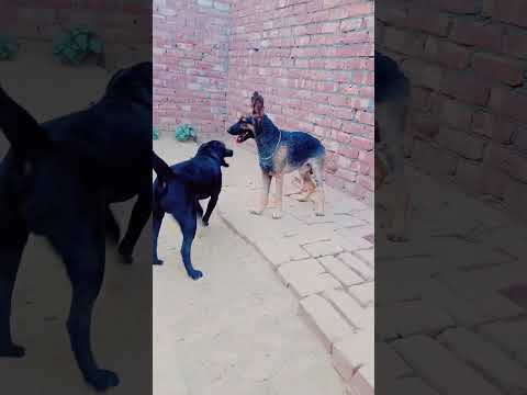 german shepherd Vs Labrador #gulzar #haryanvi #dog #like #share #subscribe #comment