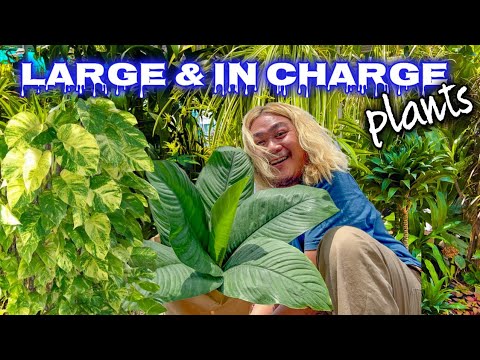 These Plants Are HUGE! | How Pothos Can Get So BIG!