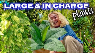 These Plants Are HUGE! | How Pothos Can Get So BIG!