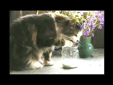 Деревня. Природа. Май 2004 vhs