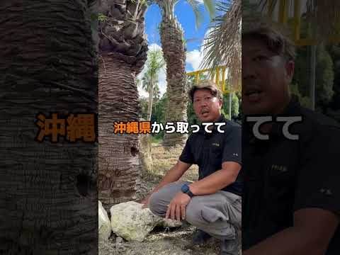 南バルコニー用植物 サンローズブッシュ