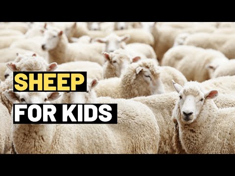 Sheep For Kids |  Meet the Fluffy Sheep: A Fun and Educational Lesson for Kids | Sheep Produce Wool