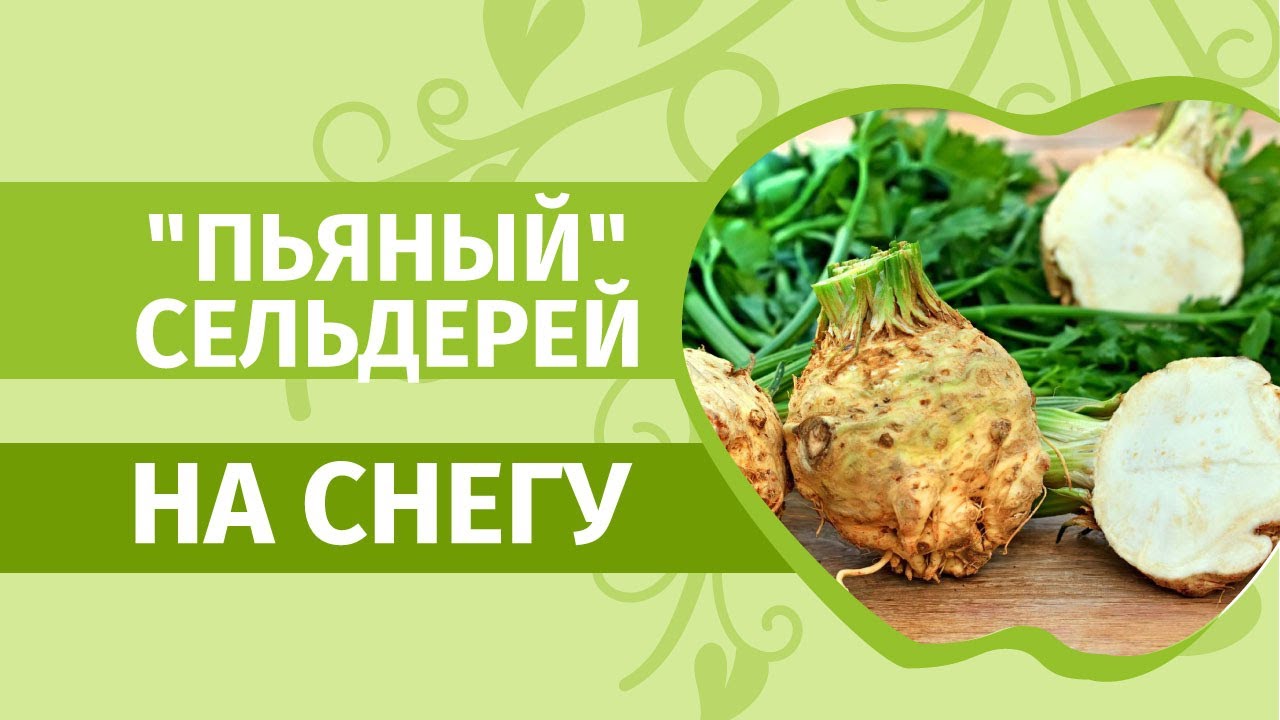 Сельдерей на рассаду. Бабушкин секрет: замачиваем в водке, сажаем на снег