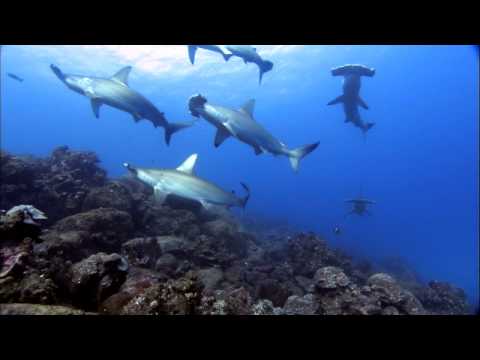 Jack School and Hammerhead Sharks