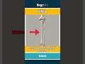 tibia (noun) - definition and usage in English