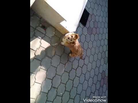 Azorel latră la geam