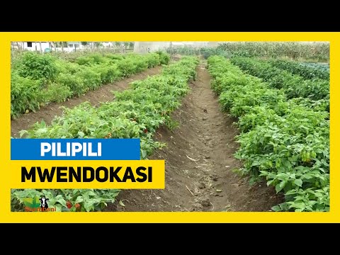 #TBC: FURSA ZILIZOPO KWENYE KILIMO CHA PILIPILI MWENDO KASI