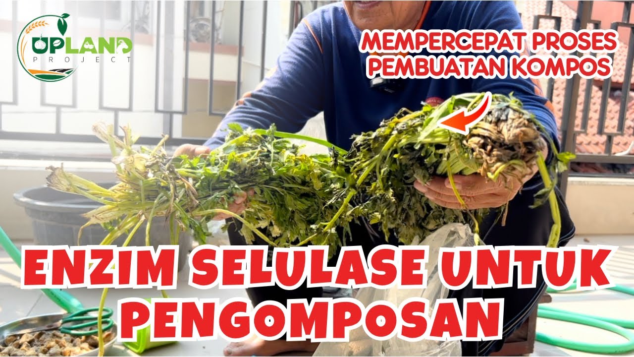 Begini Cara Mengambil Enzim Selulase dari Limbah Daun Seledri