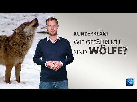 #kurzerklärt: Wie gefährlich sind Wölfe?
