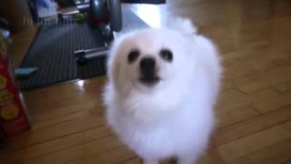 Cover art for undertail