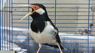 Download lagu Pancingan Jalak Suren Gacor Mompa Isian Variasi - Masteran Suara Burung Jalak Gacor Full Isian Mewah mp3 Download lagu Pancingan Jalak Suren Gacor Mompa Isian Variasi - Masteran Suara Burung Jalak Gacor Full Isian Mewah mp3