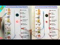 Brainrot Anime Opening Brainrot Characters DIY Science Project
