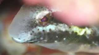preview picture of video 'ニジギンポ (Striped poison-fang blenny mimic)'