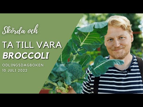 Så odlar och skördar vi Broccoli - Odlingsdagboken 7 Juli 2022