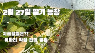 자연이팜 딸기 농장 2월 27일!! 지금은 이파리 관리 작업의 필수!!!