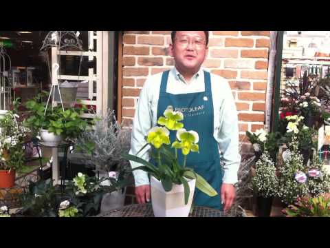 パフィオペディルム ベラトゥルム