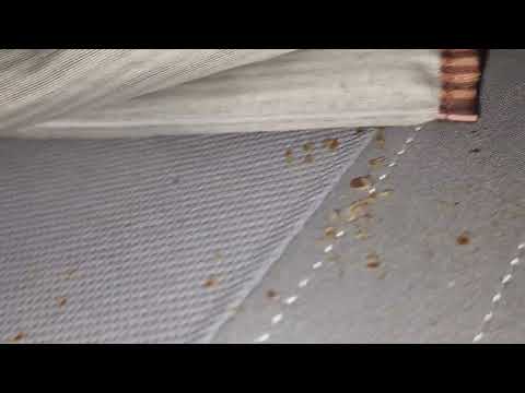 Bedroom Bombarded with Bed Bugs in Jackson, NJ