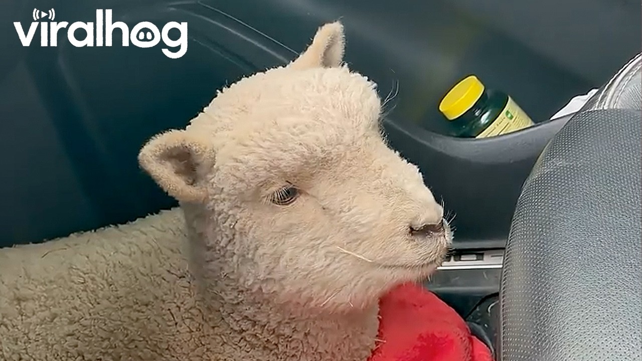 Mom Surprises Dad With Baby Sheep || ViralHog