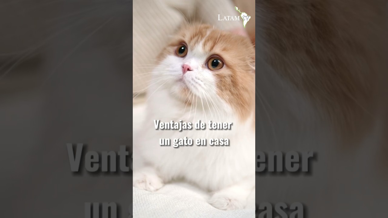 Ventajas de tener un gato en casa🐈🏠 #gatos #adopcionanimal #felinos