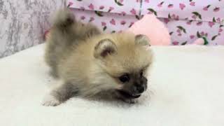 ポメラニアンの動画01