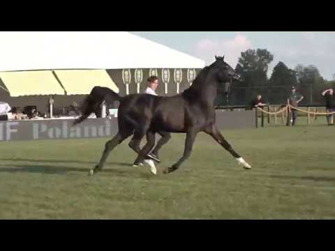 Shayan de Magnifique - Al Khalediah A Show 2018