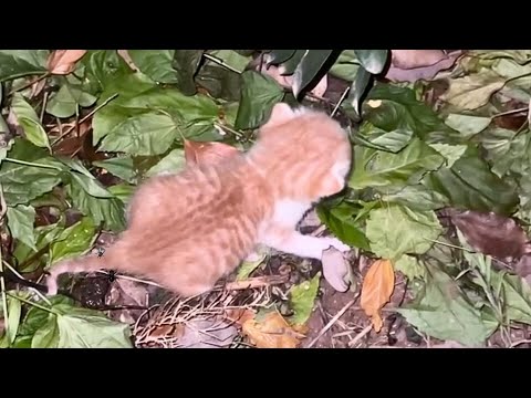 The Heartwarming Journey of a Rescued Kitten