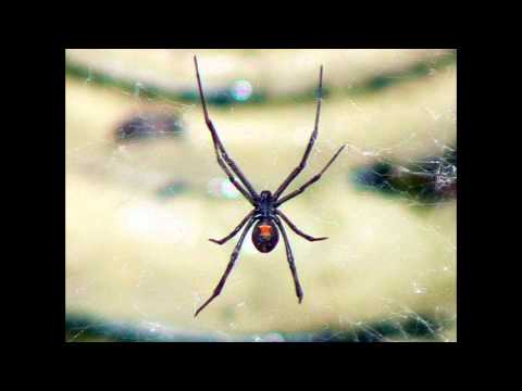 j frequency  white widow