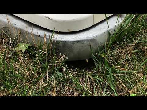 Yellow Jackets Nest Underneath Generator in Fords, NJ