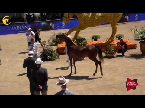 N.8 SWEIRA AL JASSIMYA - MENTON 2017 - Yearling Fillies (Class 1A)