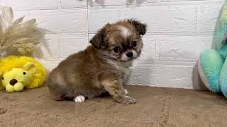 チワワ（ロング）の動画01