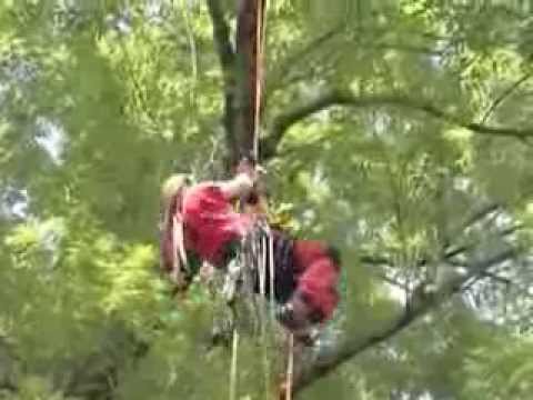 Deppner Baumpflege & Sachverständigen Büro