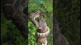 A python devours a deer in the Wayanad - Tholpetty - Karnataka border forest area.