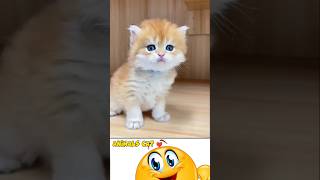 Download lagu Kucing lucu 🥰😍 part 33|| Baby cats 🥰❤️ #shorts #kucing #animals mp3