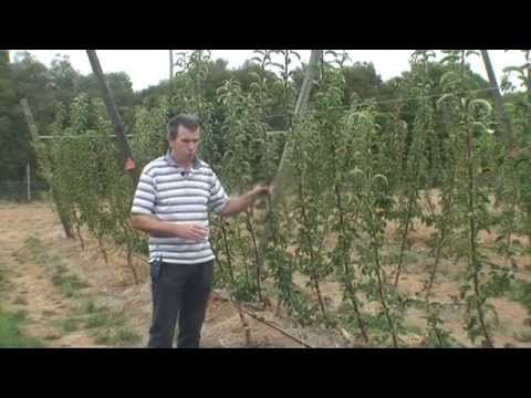 Cordon Tree Training with Dr Ian Goodwin