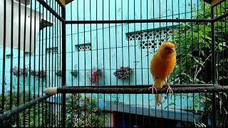 Download lagu Kenari Bunyi Pendek pendek mp3