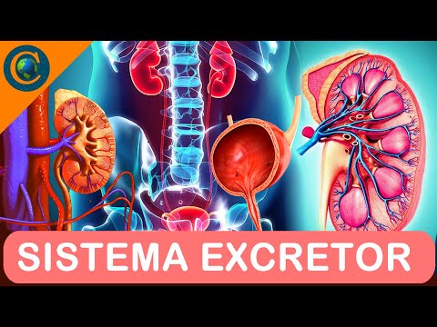 EXCRETORY (URINARY) SYSTEM