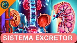 SISTEMA EXCRETOR (URINÁRIO)