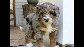 Video preview image #1 Bernedoodle (Miniature) Puppy For Sale in NARVON, PA, USA