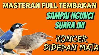 Download lagu masteran tembakan tajam ciblek gunung kombinasi rambatan gacor untuk murai batu cucak ijo kacer mp3