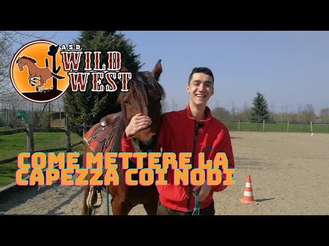 come mettere la capezza al cavallo