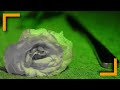Fresh | #JHSHORTFILMCHALLENGE | Canon M50 4k 1 minute Short Film