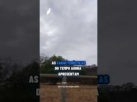 Thaylano anunciando a previsão EXATA do tempo de hoje 😂😂😂